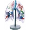 MODEL OF TRANSPARENT HUMAN LUNG SEGMENT (JUMBO)